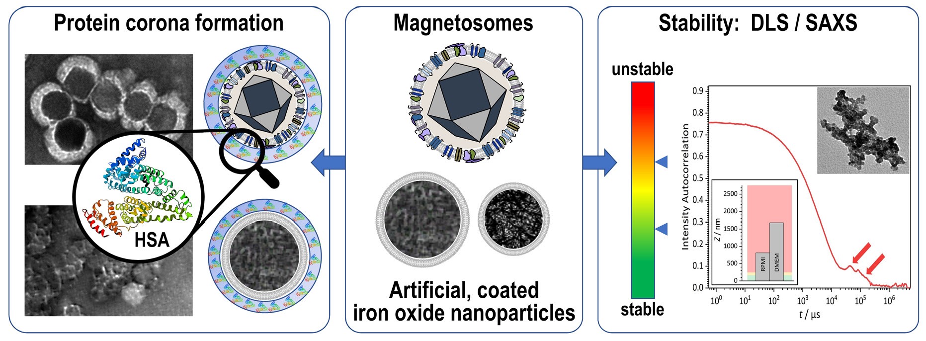 Stability magnetosomes
